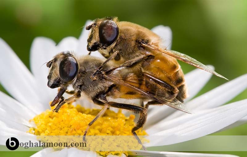 جفت گیری زنبور عسل