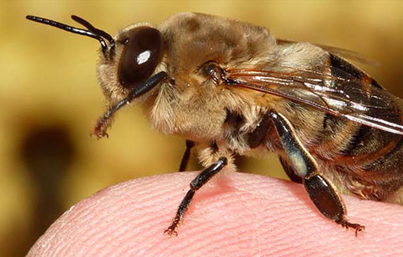 جهش ­های ژنتیکی یا موتاسیون­های مهم در زنبور عسل