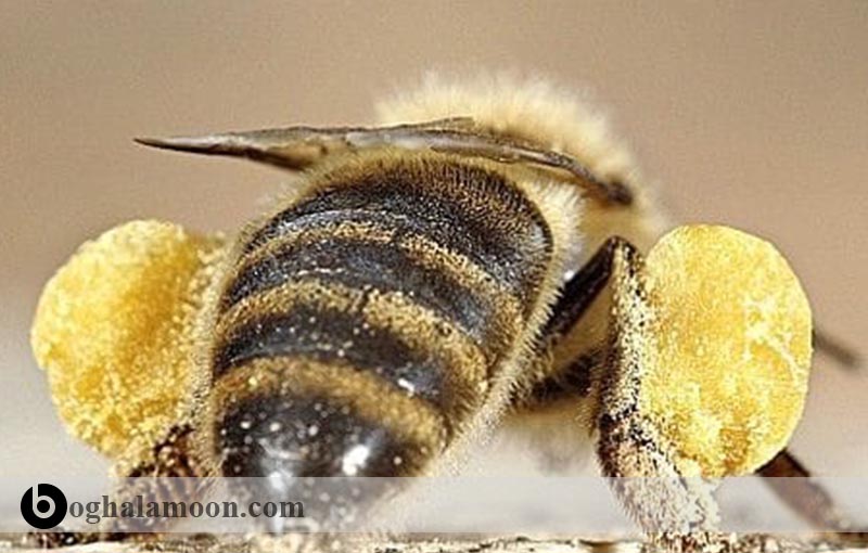جهش­ های ژنتیکی یا موتاسیون­های مهم در زنبور عسل
