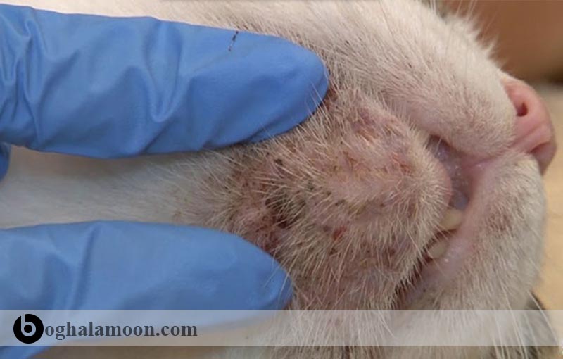 بررسی عارضه جوش­های روی پوست در گربه