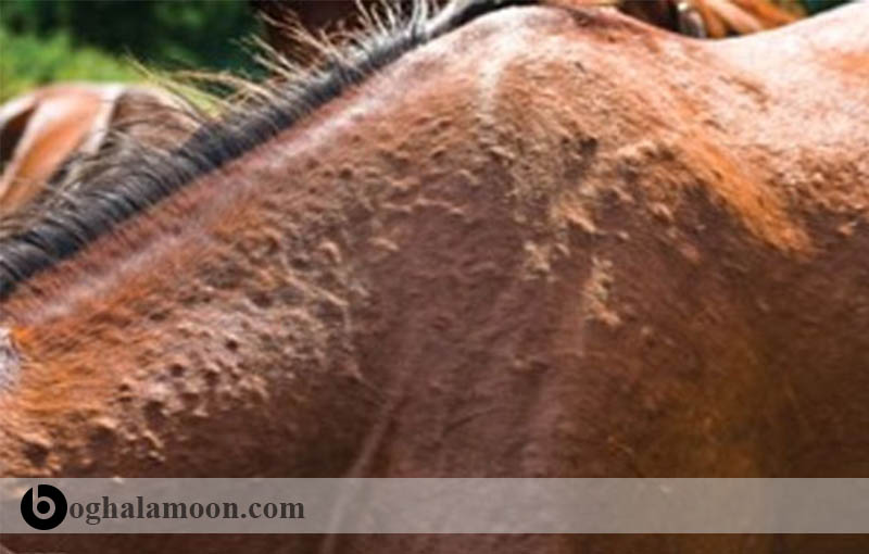 بررسی بیماری ها:عارضه حساسیت­ها در اسب