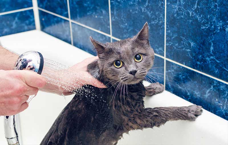 حمام کردن گربه