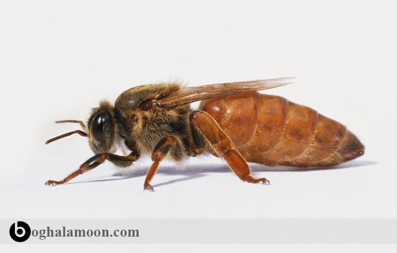 خصوصیات نژادی در زنبور عسل