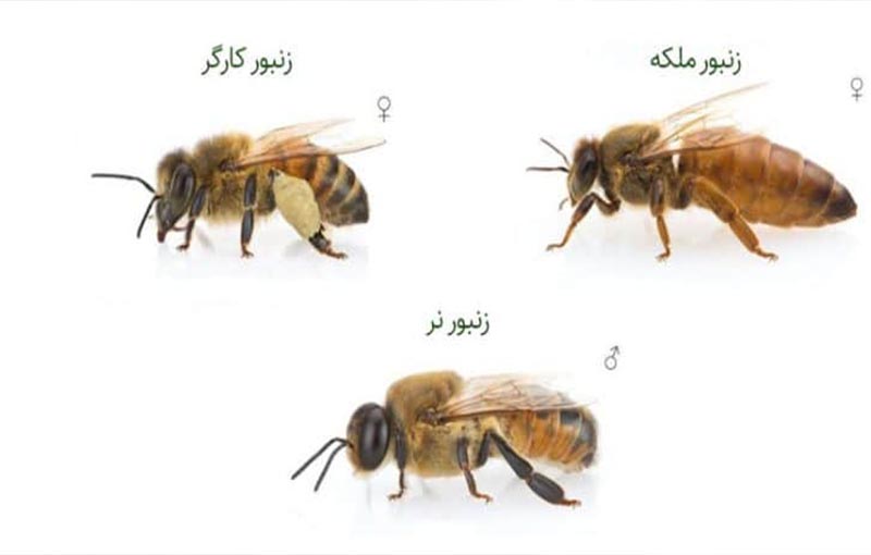خصوصیات نژادی در زنبور عسل