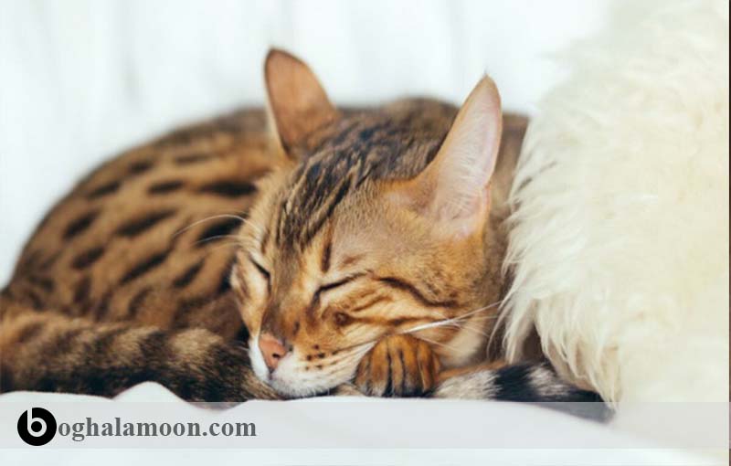 هر آنچه که در مورد خواب در گربه باید بدانید