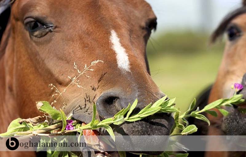 علوفه اسب و بررسی خوراک اسب