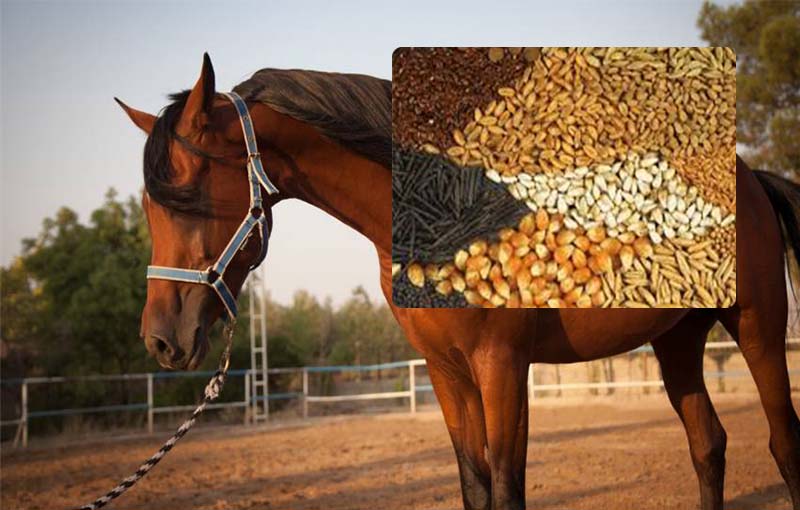 خوراک­های پروتئینی در تغذیه اسب