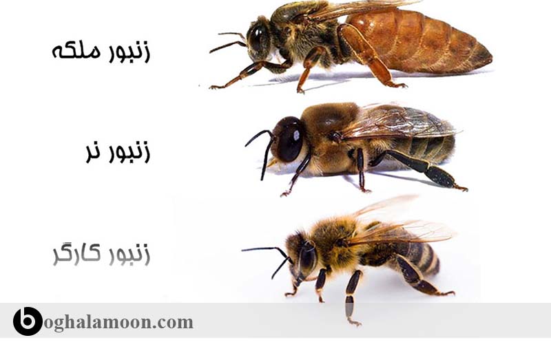 دانستنی های زنبور عسل