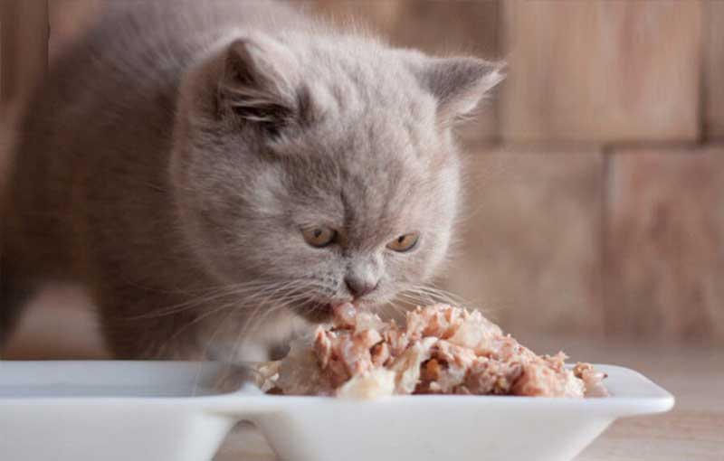 رژیم­ های غذایی گربه