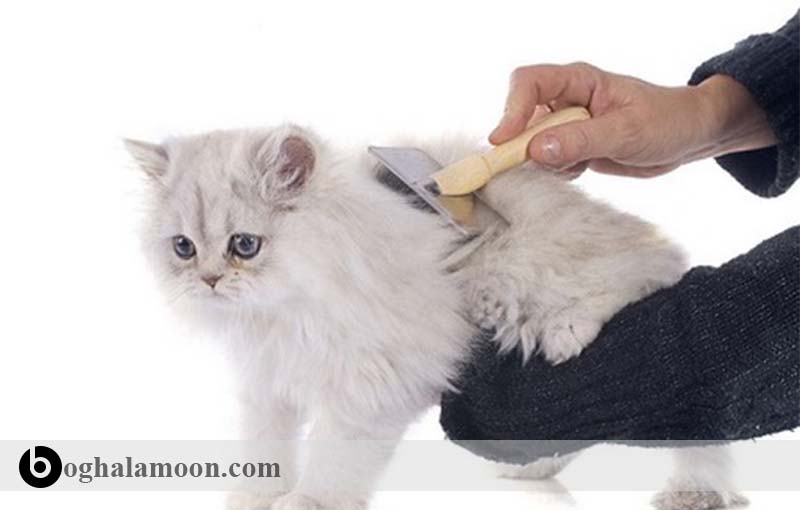 ریزش مو در گربه