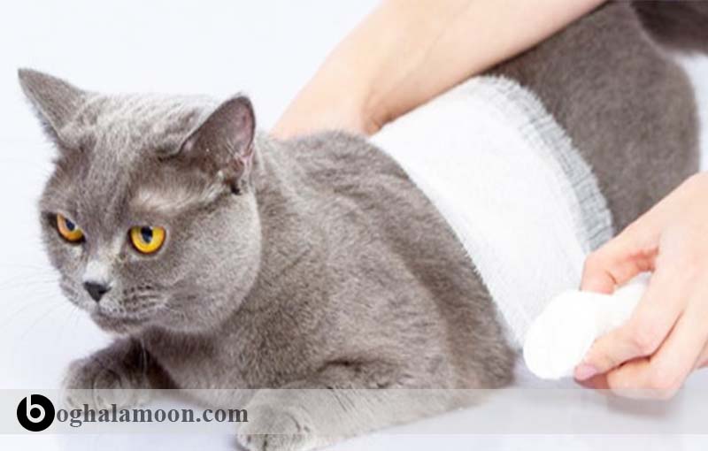 بررسی عارضه زخم­ها و جراحات پوستی در گربه