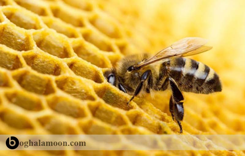 شکل شناسی و اندام شناسی خارجی زنبور عسل