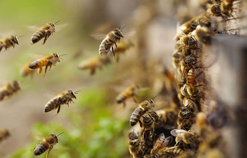 شکل شناسی و اندام شناسی خارجی زنبور عسل