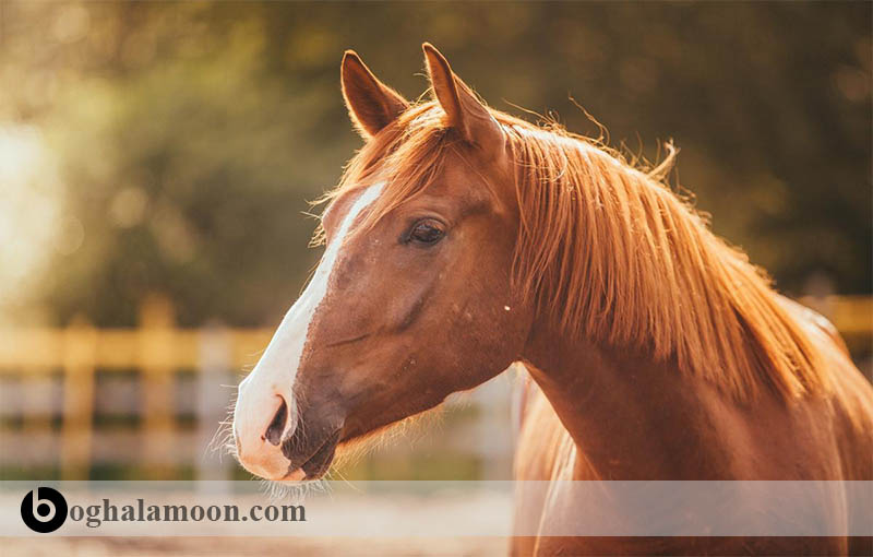 بررسی بیماری ها:عارضه اسیدوز در اسب