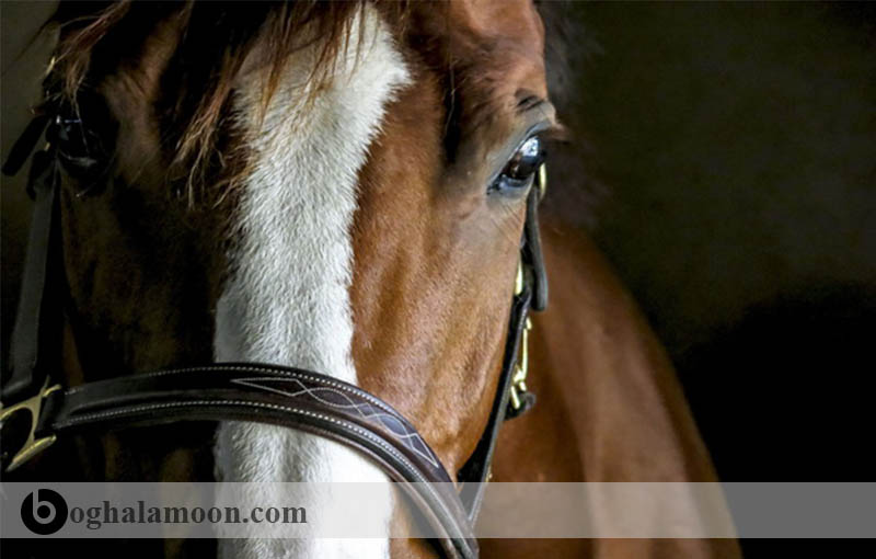 بررسی بیماری ها:عارضه چاقی و پرخوری اسب