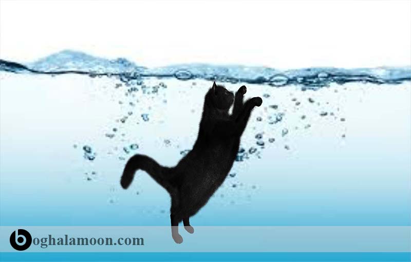 خطرات ناشی از غرق شدن گربه