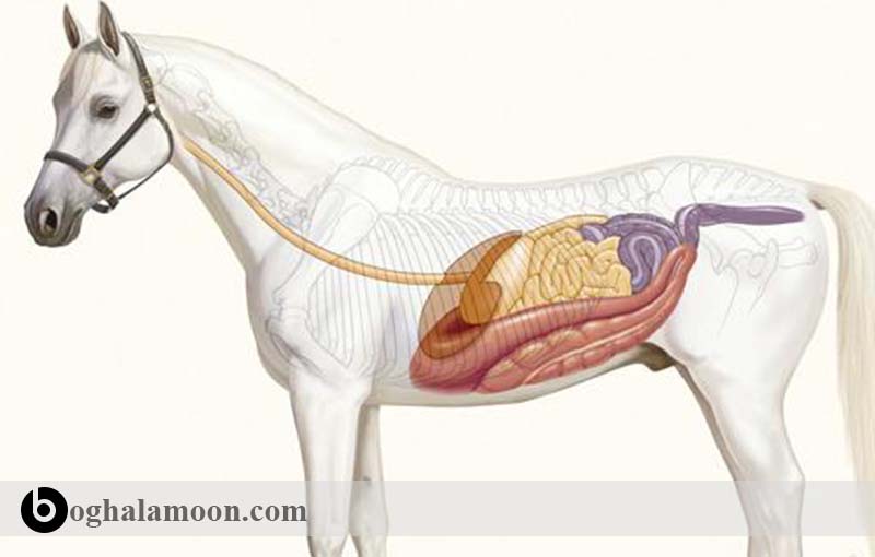 شناخت کامل سیستم فیزیولوژی گوارش اسب