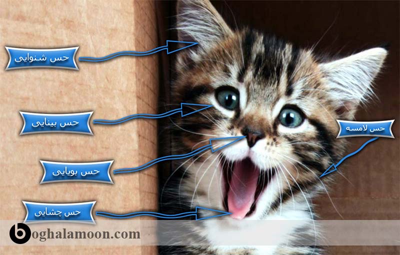 بررسی قدرت شنوایی در گربه