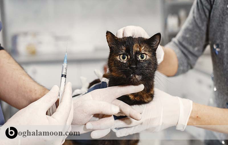 مسمومیت در گربه و راه­های مقابله با آن