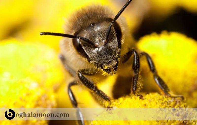 مواد معدنی در جیره غذایی زنبور عسل
