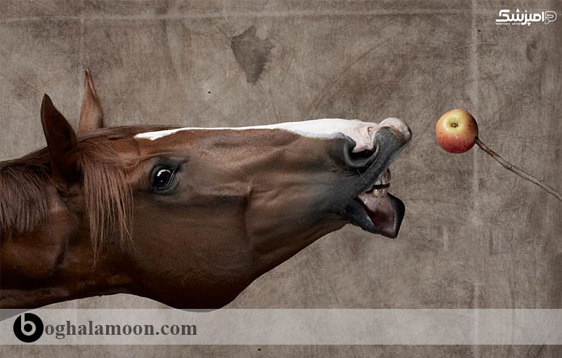 مواد مغذی ضروری مورد نیاز اسب:مواد معدنی مورد نیاز اسب