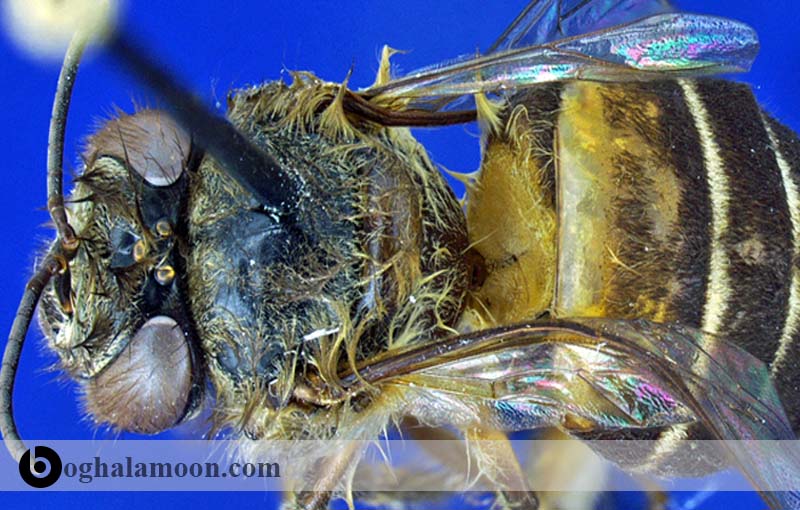 نژادهای گونه زنبور عسل اروپایی