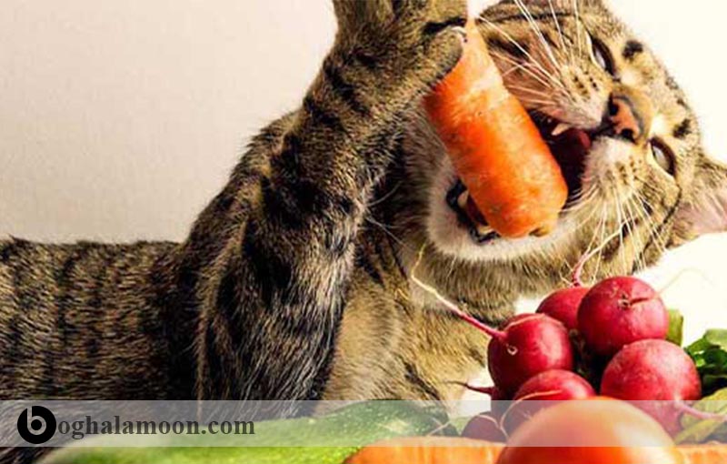 نکات مهم در تغذیه گربه