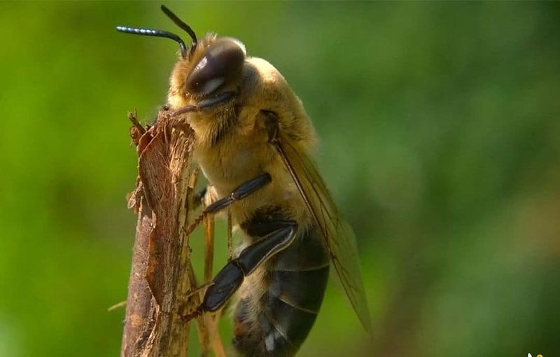 همخونی در زنبور عسل