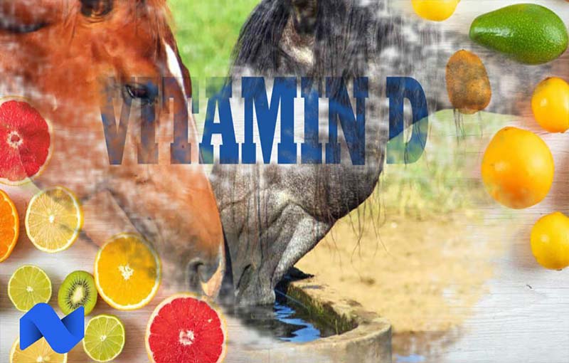 ویتامین مورد نیاز اسب