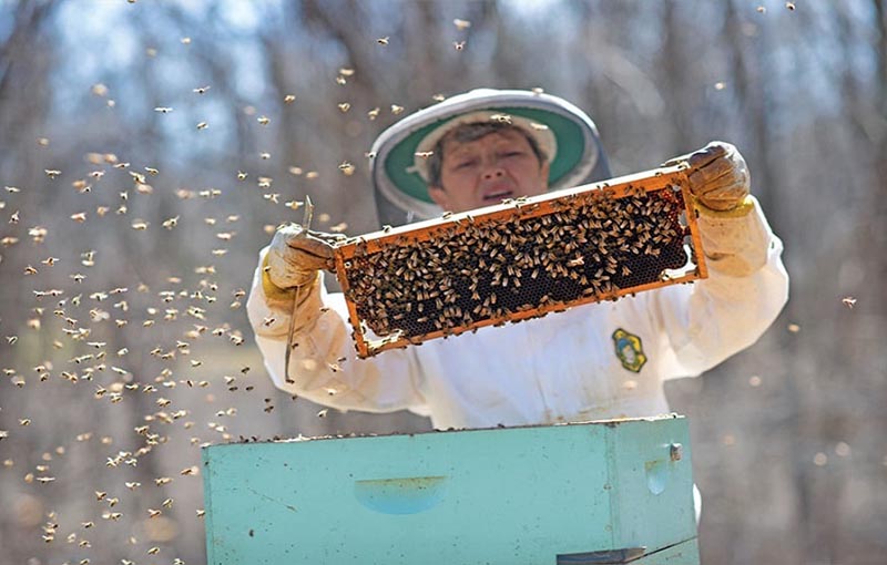 ویتامین­ها در جیره غذایی زنبور عسل