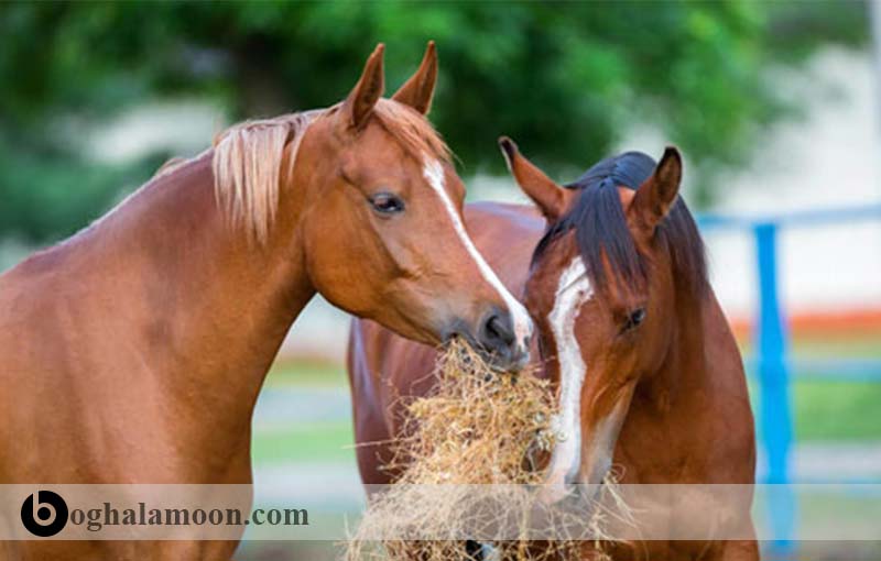 مواد مغذی ضروری مورد نیاز اسب:پروتئین مورد نیاز اسب