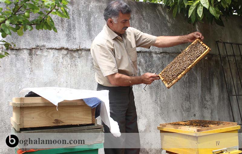 پرورش زنبور عسل در منزل