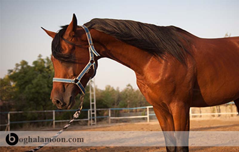 مواد مغذی ضروری مورد نیاز اسب:چربی مورد نیاز اسب
