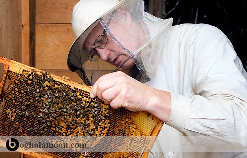 تأثیر چربی­ها در جیره غذایی زنبور عسل