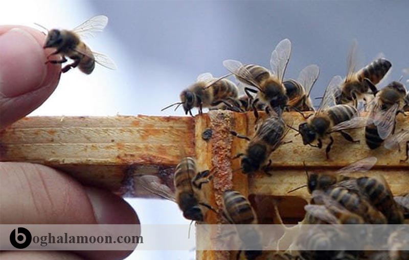 ژنتیک و اصلاح نژاد زنبور عسل