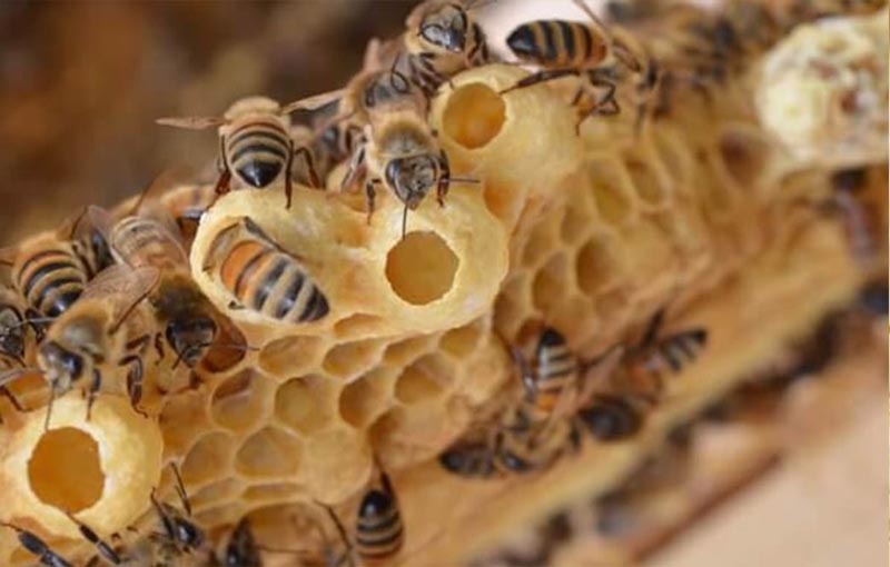 ژنتیک و اصلاح نژاد زنبور عسل