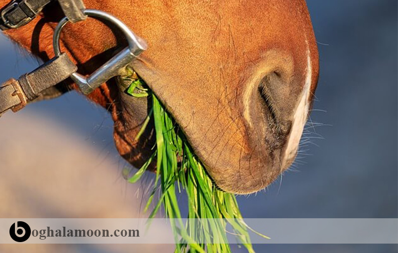 کاه در تغذیه اسب
