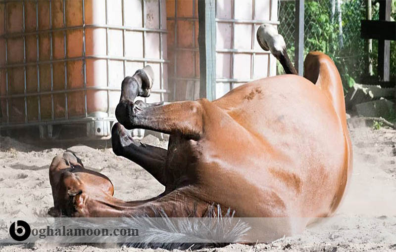 بررسی بیماری ها:کولیک یا درد شکمی در اسب