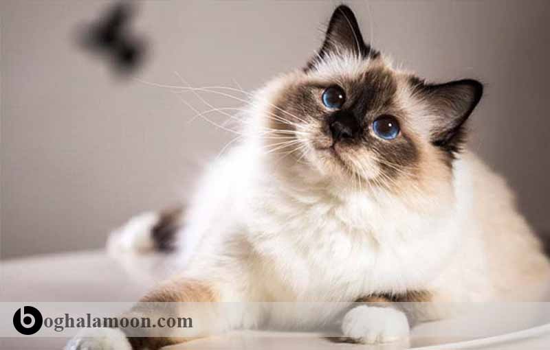 آشنایی با گربه های موکوتاه:گربه برمه­ ای (Burmese )