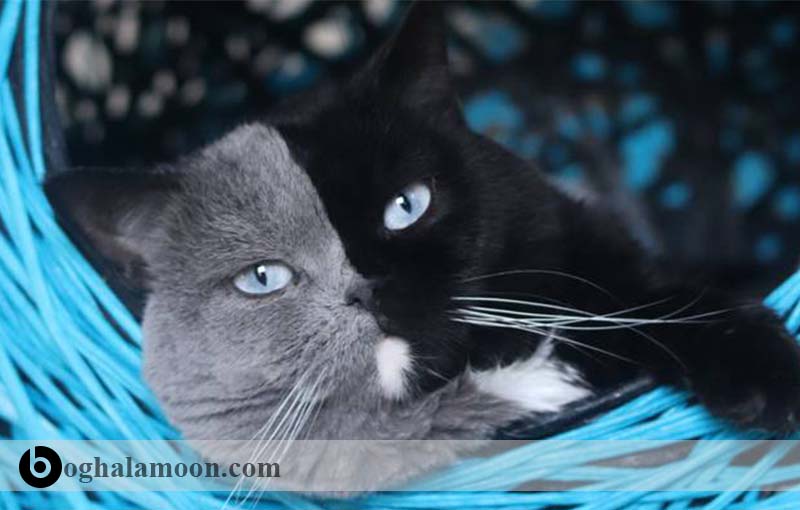 آشنایی با گربه های موکوتاه:گربه خال­دار اروپایی