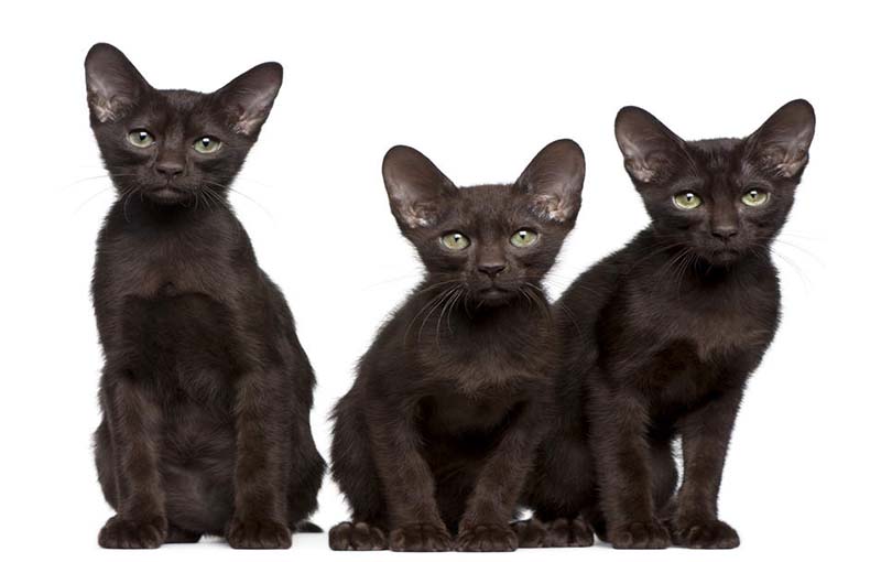  گربه قهوه­ای- بلوطی هاوانا