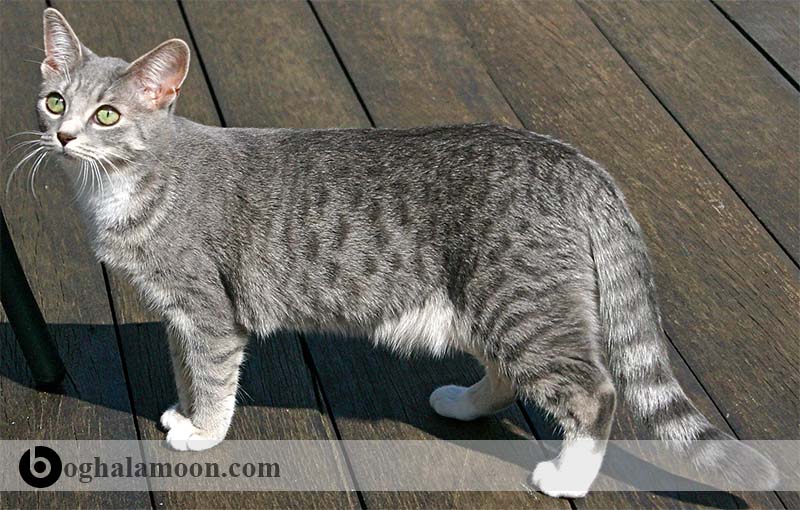 آشنایی با گربه های موکوتاه:گربه مخطط خال­دار اروپایی