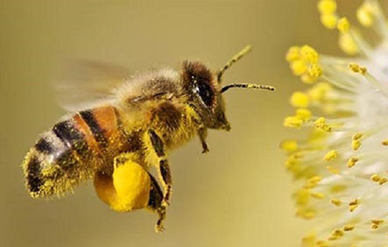 گرده زنبور عسل