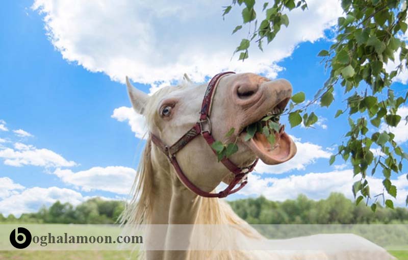 گیاهان علفی – خوراک­های جایگزین طبیعی در تغذیه اسب