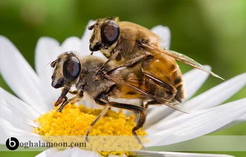 آشنایی با فعالیت­ها و جفتگیری ملکه زنبور عسل