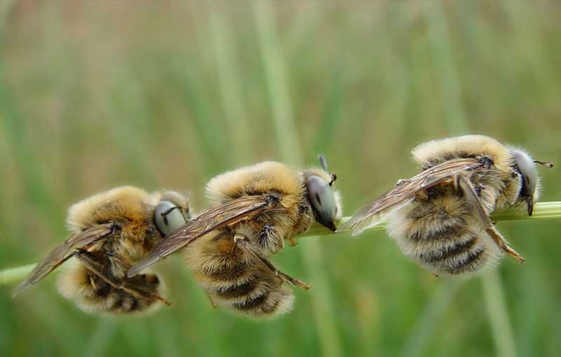 آشنایی با فعالیت­های زنبورهای نر