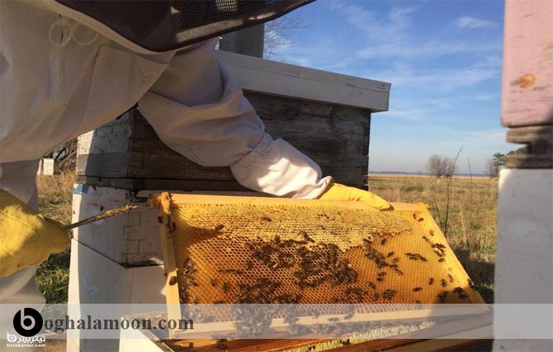 آلودگی و ناخالصی موم زنبور عسل