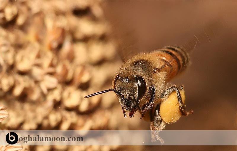 ادغام کردن کلنی­ های ضعیف در پرورش زنبور عسل