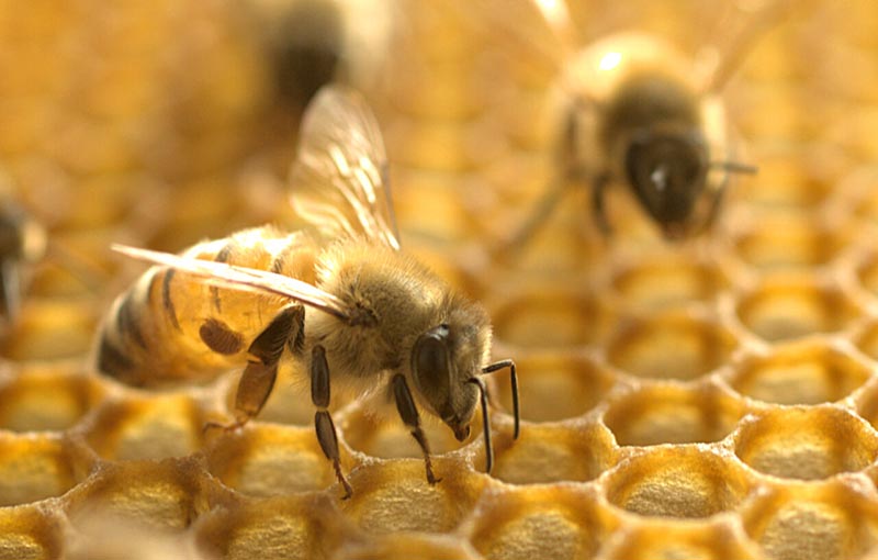 ازدیاد کلنی زنبور عسل