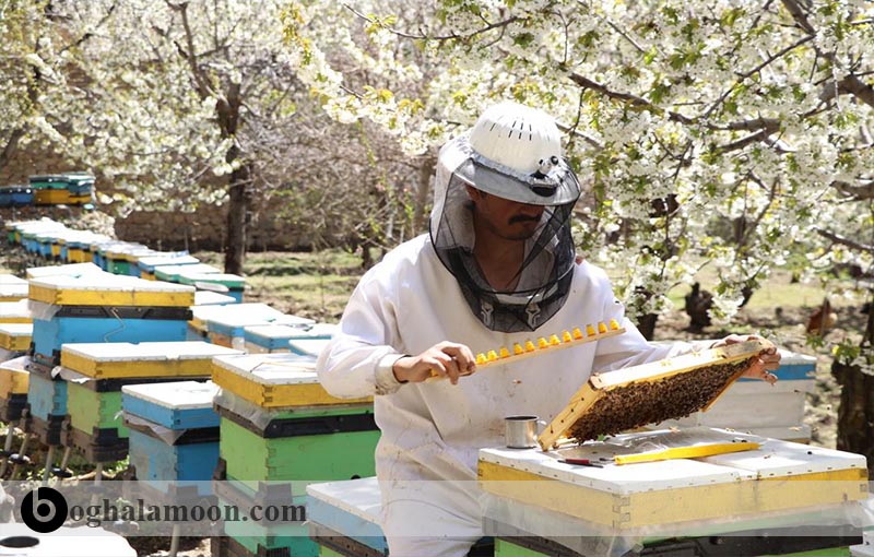 اقدامات فصل بهار زنبور عسل